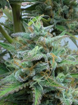 Auto Melonade Runtz - картинка 3