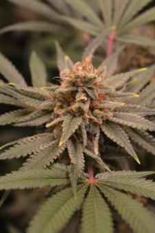 Chocobang - картинка 2