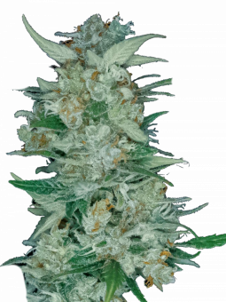 Quick Crack Genetics - картинка 1