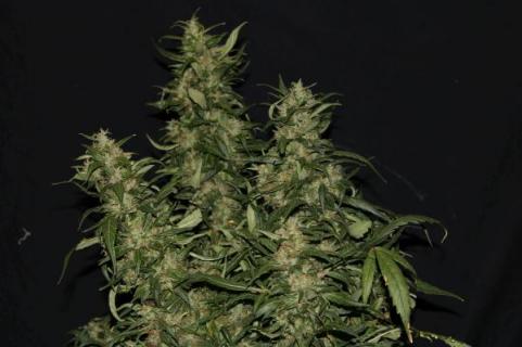 Hollands Hope - картинка 2