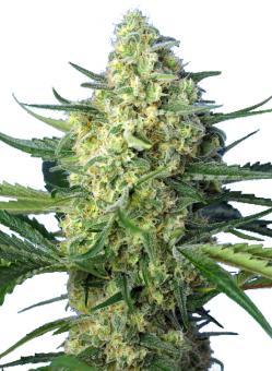 Jack 47 XL Auto - картинка 9