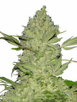 Chronic Fast F1 BX Regular - картинка 6