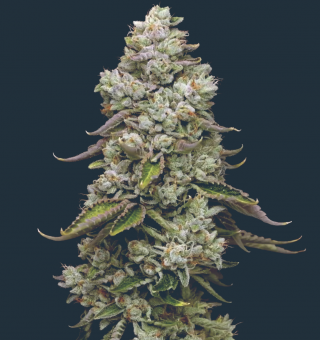 True OG - картинка 1