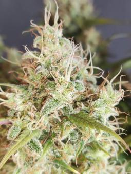 Kali Bubba reg - картинка 7