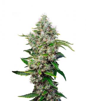 San Fernando Lemon Kush - картинка 1