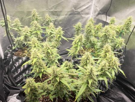 G14 Auto - картинка 4