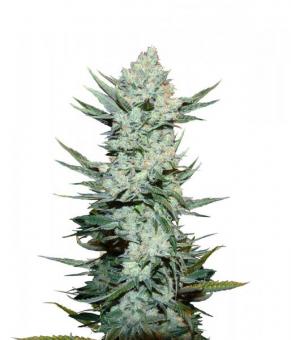 Tangie Auto - картинка 2