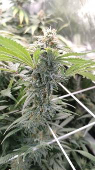 Strawberry Chemdawg OG - картинка 5