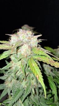 Blue Dream Auto - картинка 1