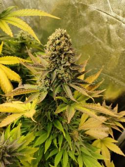 A.M.S. - картинка 2