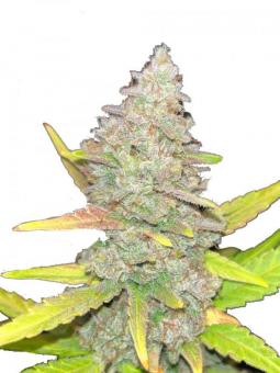 Purple Punch Auto - картинка 1