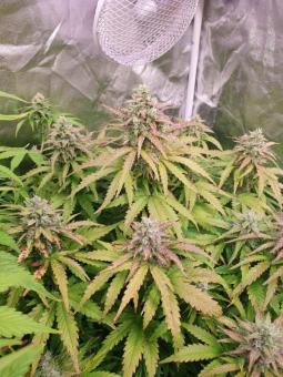 Karel's Cookies - картинка 4