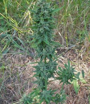 Niagara Auto - картинка 2