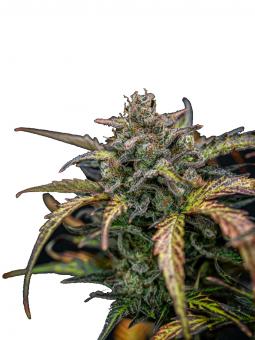 Wendy - картинка 2