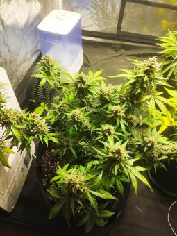 Total Cheese (aka Super Cheese) - картинка 2