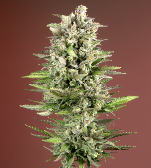 Permanent Jealousy XL Auto - картинка 1