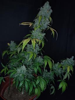 CBD Auto 20:1 - картинка 4