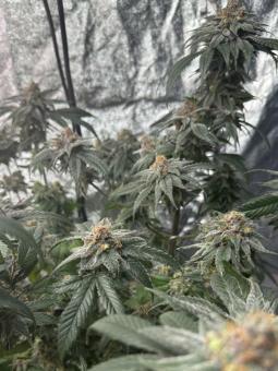 Gorila Auto - картинка 4