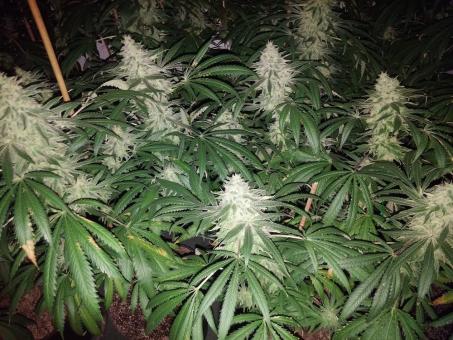 Og Confidential - картинка 1