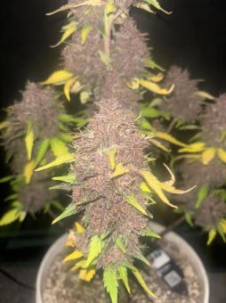 Purple Haze Auto - картинка 2