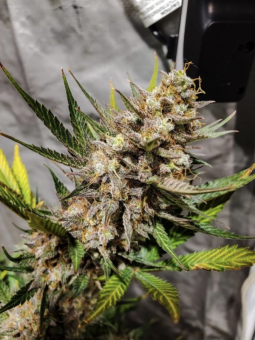 Cheese Auto - картинка 2