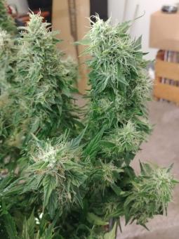 Auto Super Hash - картинка 5