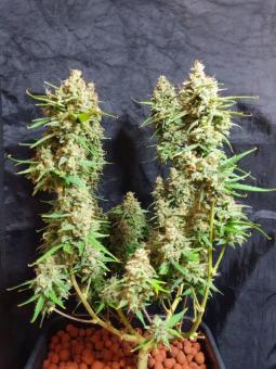 Kosher Cake Auto - картинка 5