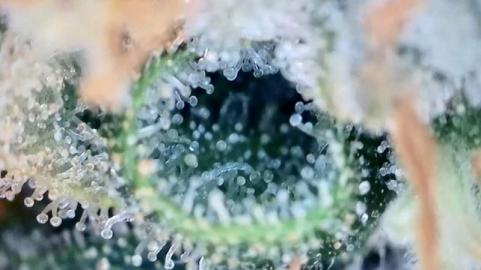 Californian Gold - картинка 7