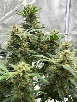 Purple - картинка 3