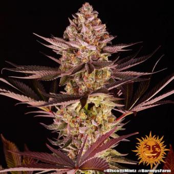 Biscotti Mintz - картинка 2