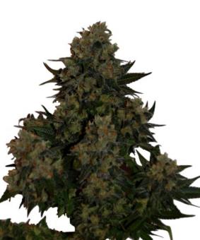 Auto Tutankhamon - картинка 1