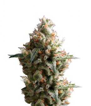 Auto Super OG Kush - картинка 2