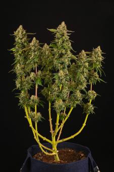 Mack & Crack Auto - картинка 4