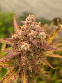 Guava Auto - картинка 2