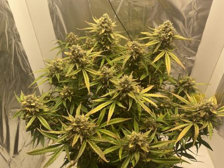 Auto Wembley - картинка 3