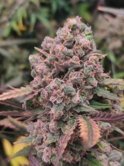 Pineapple Express Auto - картинка 3