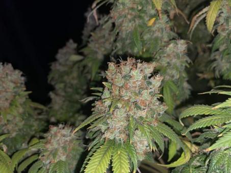 Motavation fem - картинка 2