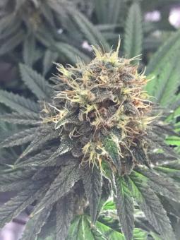 Lost Pearl - картинка 4