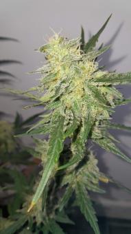 Franco's Lemon Cheese - картинка 1