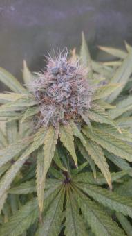 Sweet Valley Kush - картинка 3