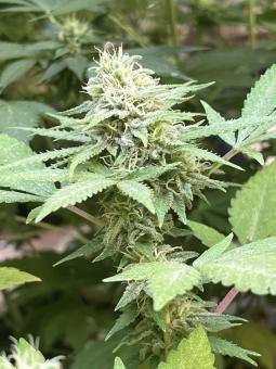 Top-44 Auto - картинка 2