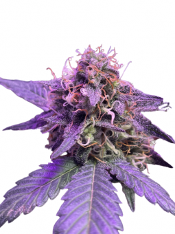 Auto Caramel Cream genetics - картинка 6