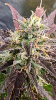 Auto Northern Lights - картинка 7