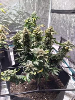 Jack’s Dream - картинка 6