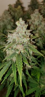 Californian Snow Auto - картинка 3