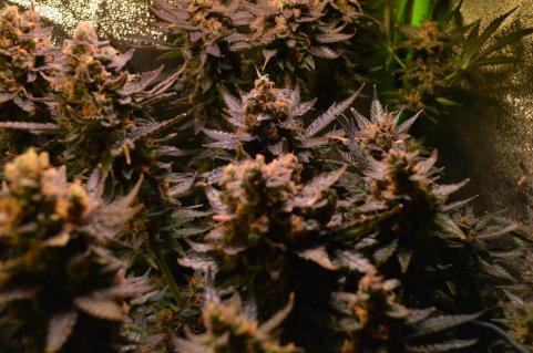 Cotton Candy Kush Early Version - картинка 3