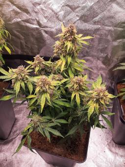 Sweet Mango Auto - картинка 4