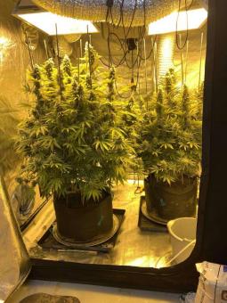 Double Og Haze - картинка 4