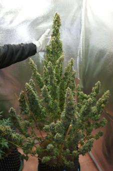 Auto Mazar - картинка 4