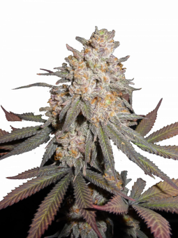 Green Crack Punch - картинка 9